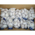 Pure White Garlic 5.5-6.0cm